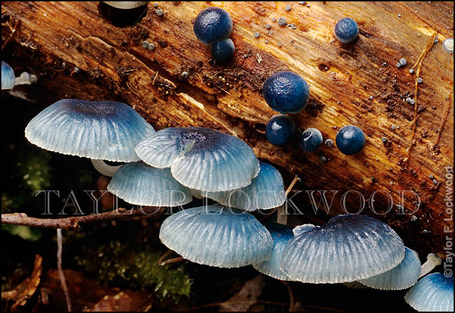 Mycena interrupta