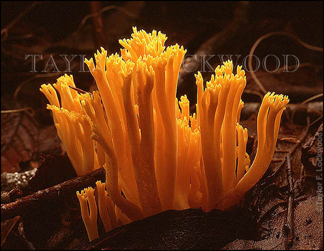 Ramaria sp.