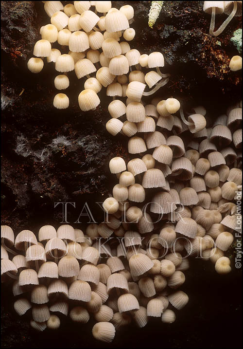 Coprinellus disseminatus