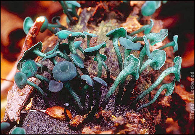 Chlorociboria aeruginosa - Australia