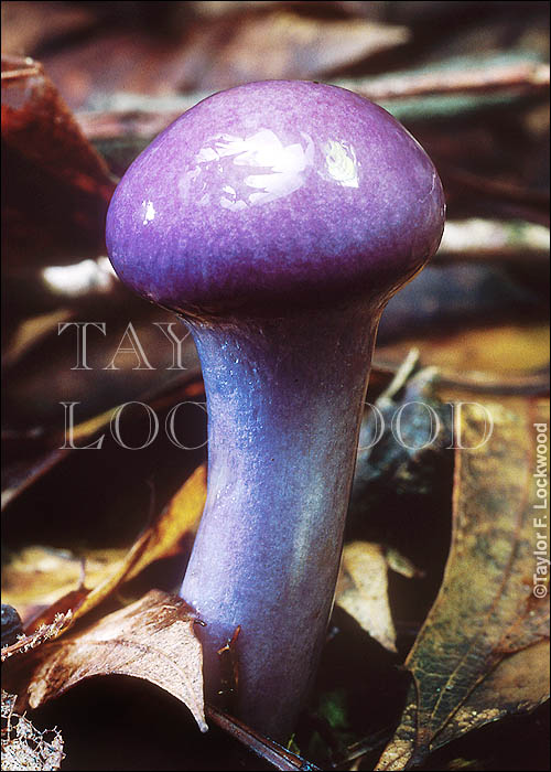 Cortinarius iodes