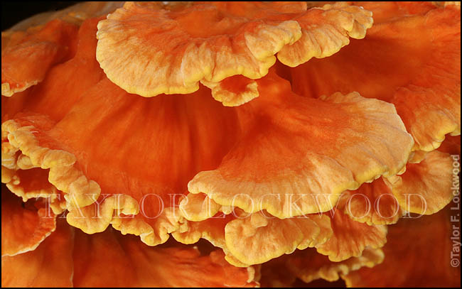 Laetiporus sulphureus