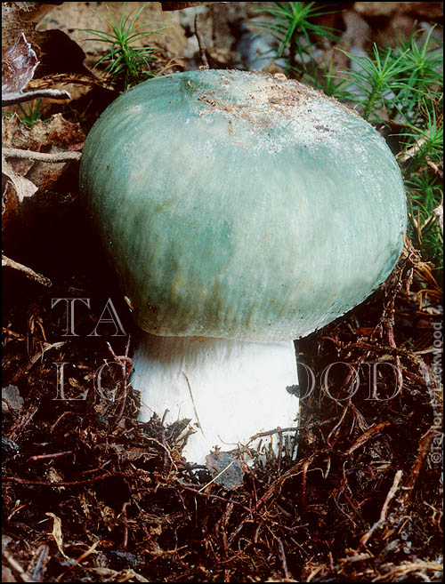 Russula virescens