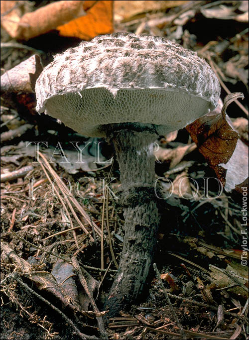 Strobilomyces floccopus