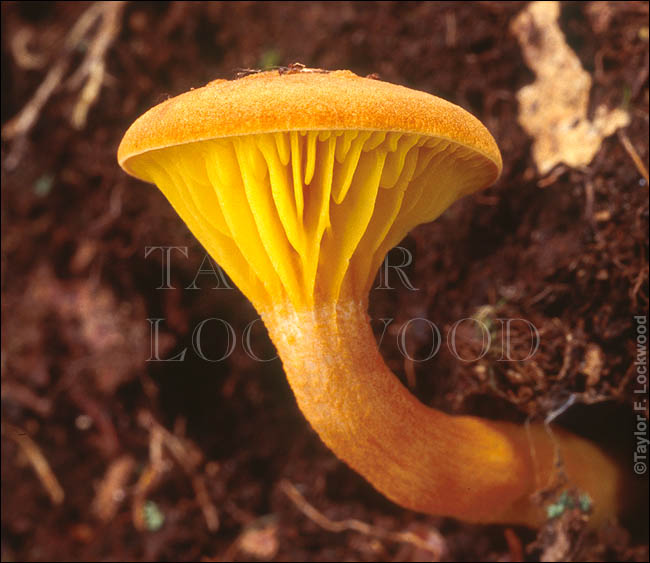 Phylloporus rhodoxanthus