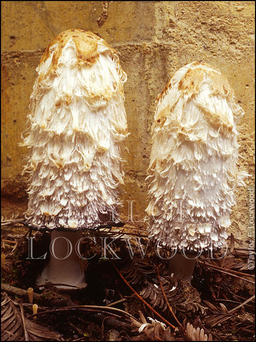 Coprinus comatus