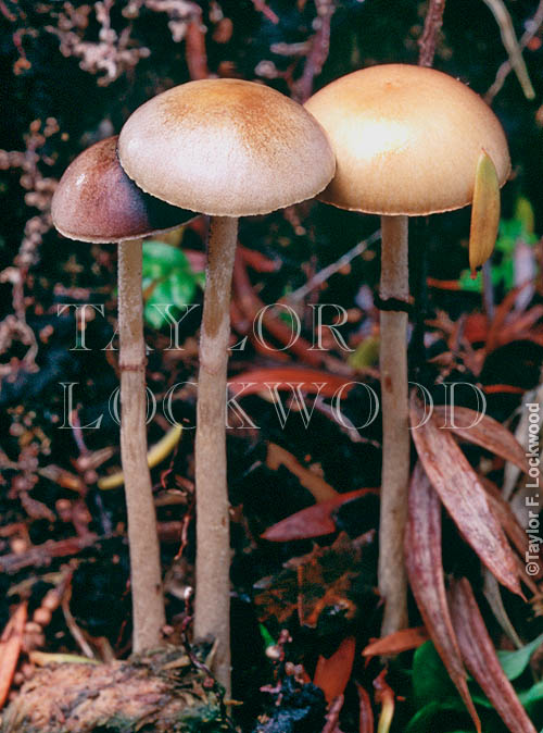 Psilocybe sp.