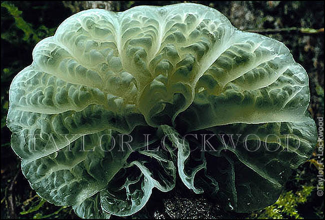 Campanella aeruginea - Chile