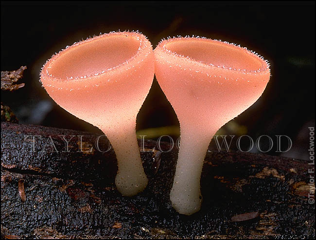 Cookeina sulcipes