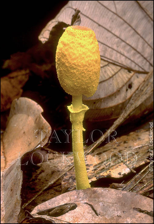 Leucocoprinus birnbaumii