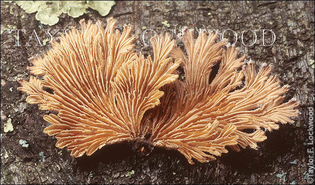 Schizophyllum commune