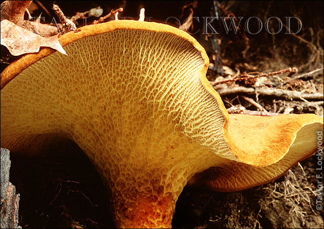 Gyrodon merulioides