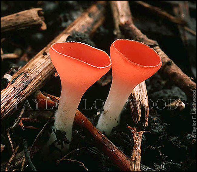 Sarcoscypha coccinea