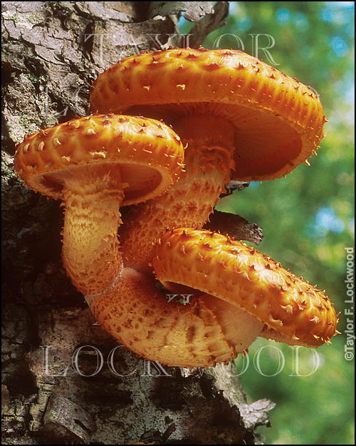 Pholiota squarrosa