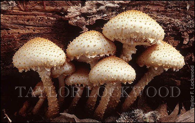 Pholiota squarrosa