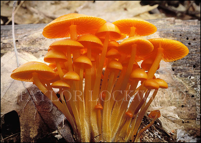 Mycena leaiana