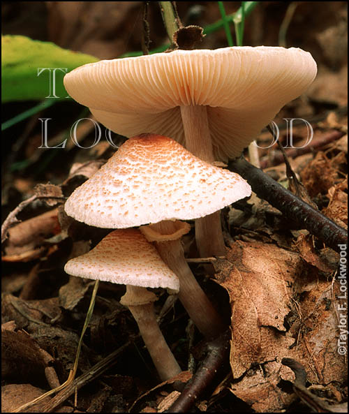 Lepiota cristata