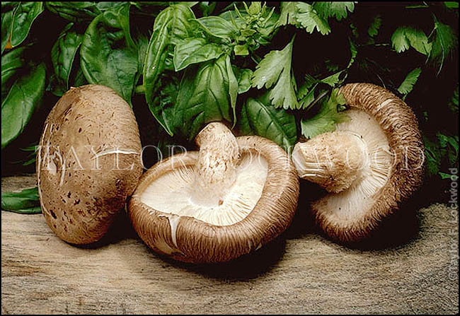 Lentinula edodes - Shiitake