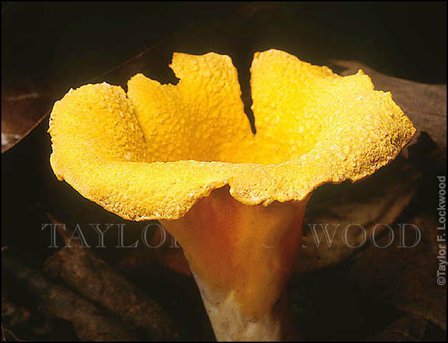 Craterellus odoratus