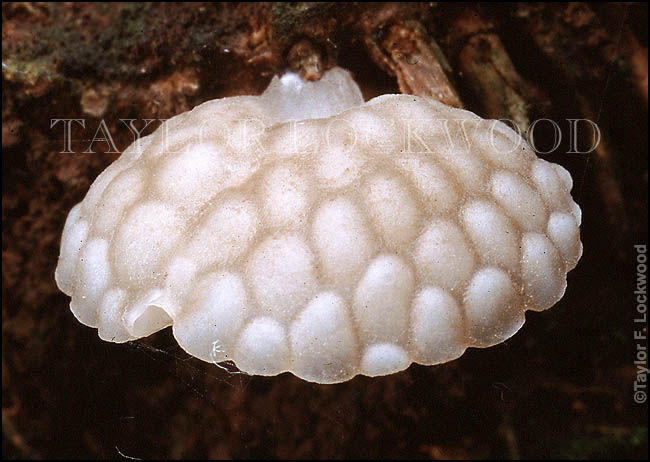 Favolaschia pustulosa