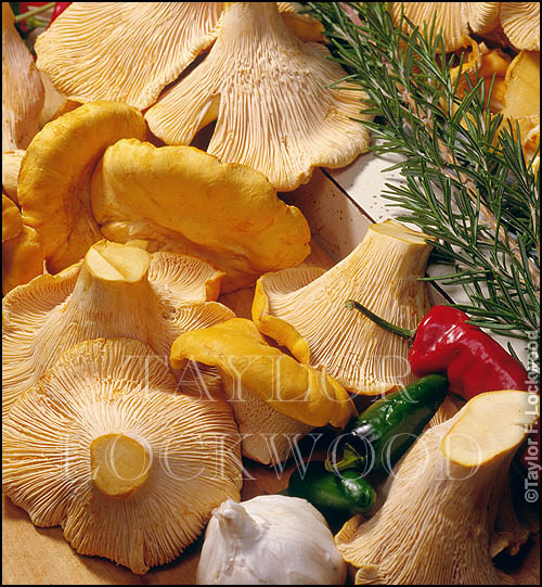 Golden Chanterelles