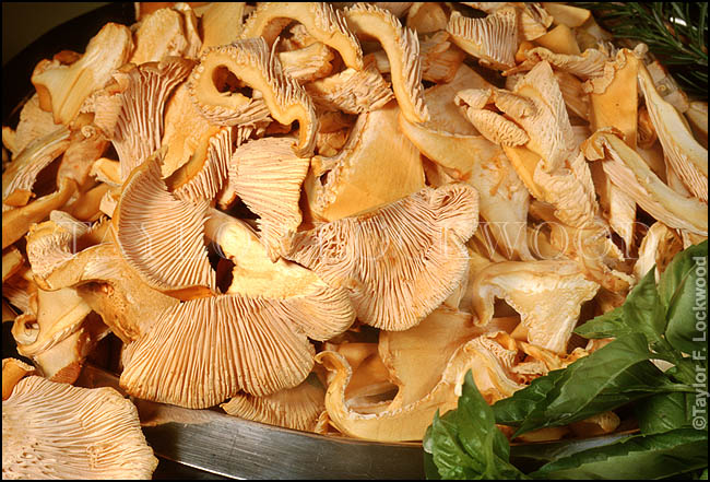 Cantharellus cibarius