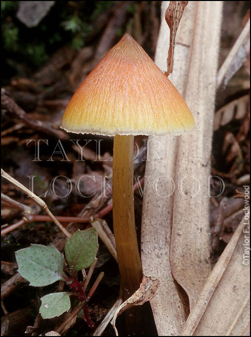 Hygrocybe sp.