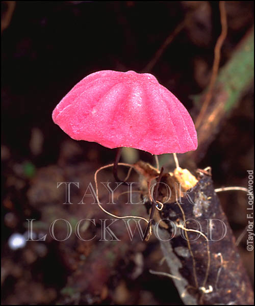 Marasmius sp.