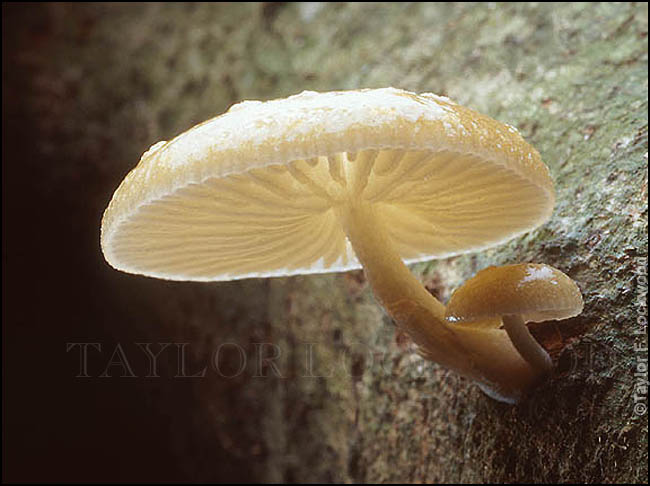 Oudemansiella canarii - Sumatra