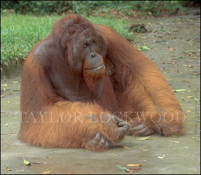 Kosasi, Borneo, Indonesia