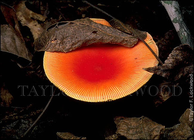 Amanita jacksonii