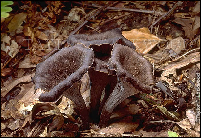 Craterellus cornucopioides