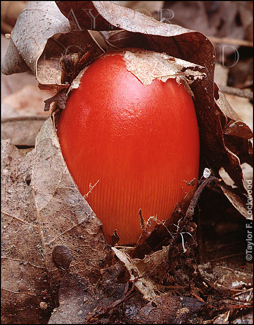 Amanita jacksonii