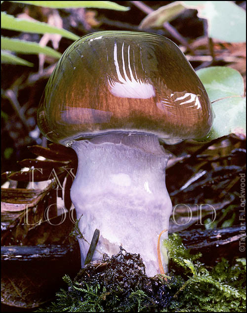 Cortinarius vanduzerensis