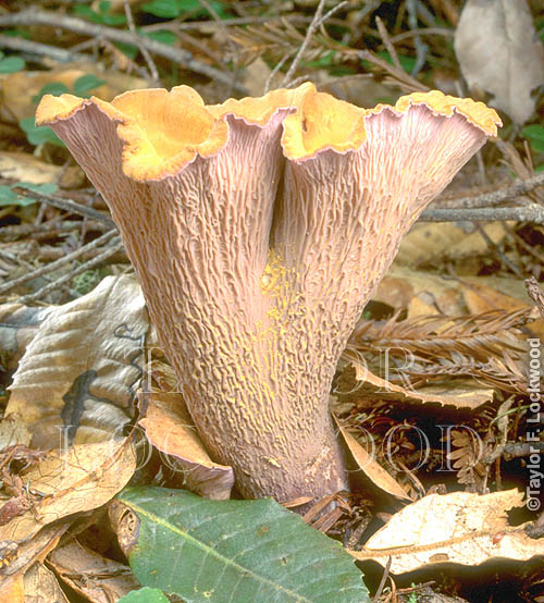 Gomphus sp.