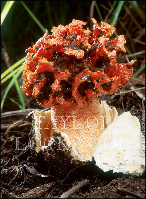 Kalchbrennera (Lysurus) coralocephala