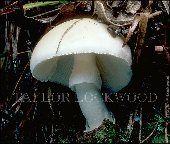 Amanita phalloides var. alba