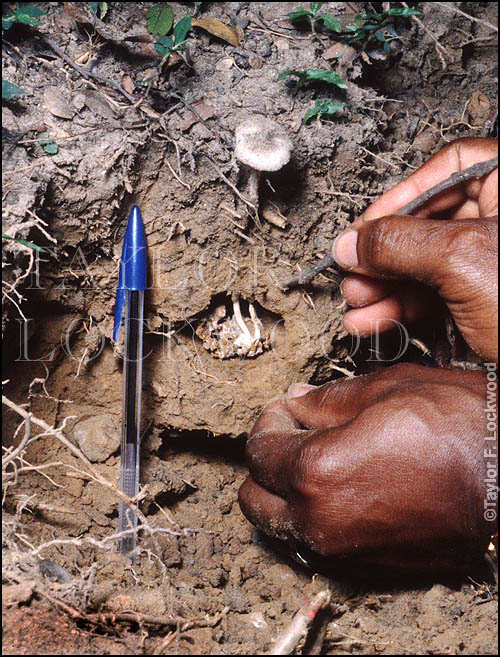 Termitomyces macropus