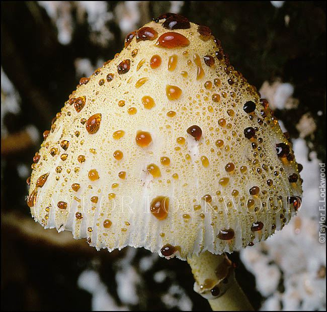 Leucocoprinus sp. - Nigeria