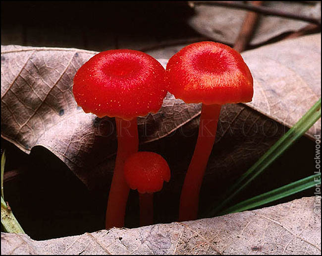 Hygrocybe sp.