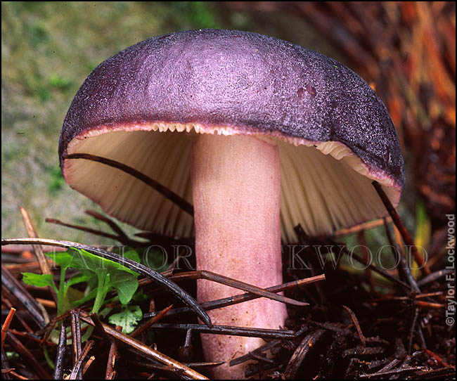 Russula sp. - India