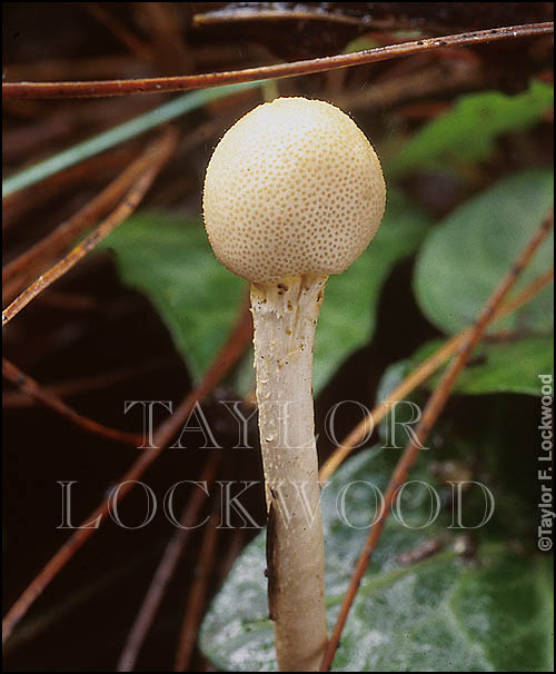 Cordyceps sp. - India