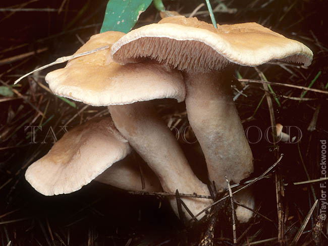 Hydnum sp., India