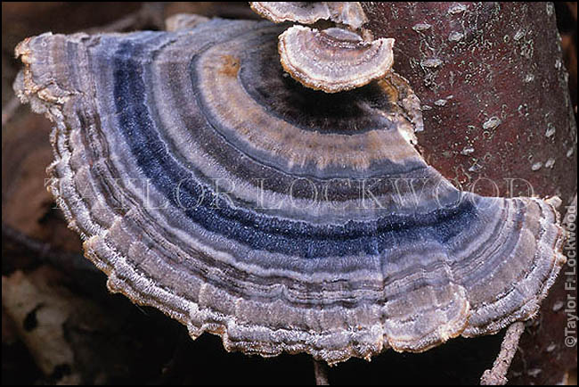 Trametes versicolor - Japan