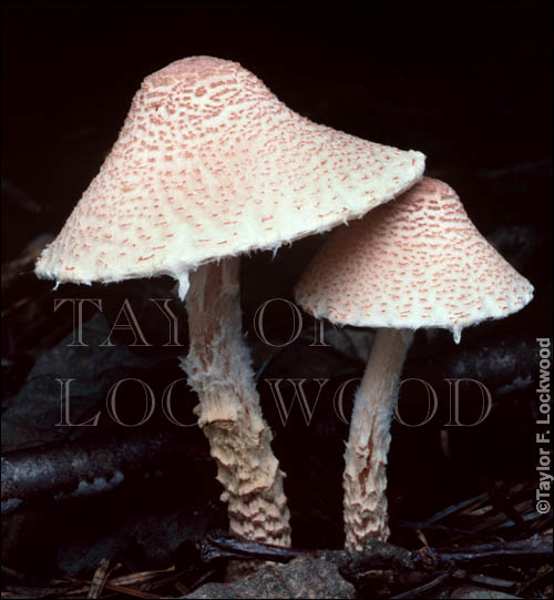 Lepiota ventriosospora