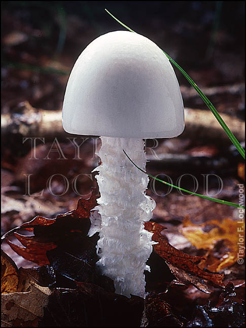 Amanita virosa