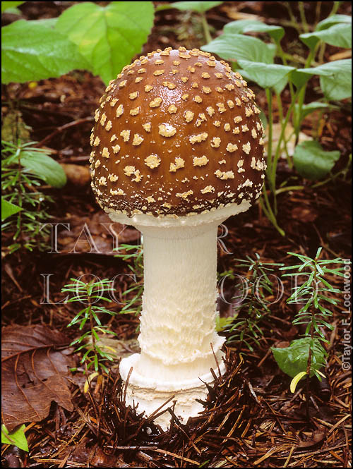 Amanita ibotengutake