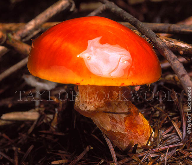 Suillus grevillei