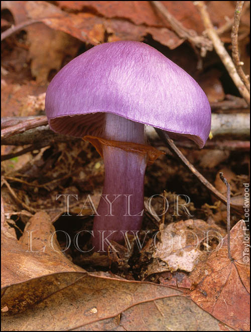 Cortinarius sp. - Japan