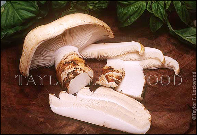 Tricholoma magnivelare - Matsutake